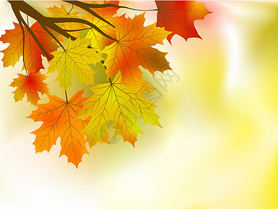 秋天在阳光明媚的一天离开背景植物学太阳树木生长橙子宏观橡木魔法植物晴天图片