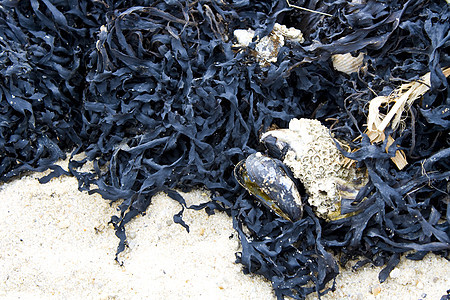 海藻黑色海岸海岸线贝壳海洋海滩图片