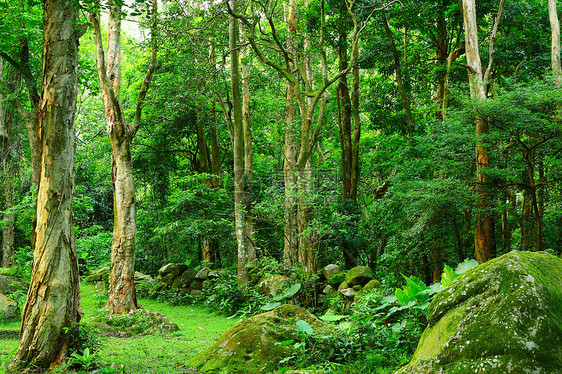 丛林石头墙纸岩石野生动物流动热带活力叶子风景晴天图片