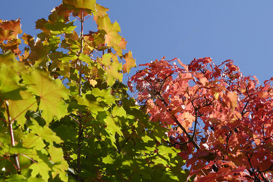 秋季红色树木公园森林天空植物叶子季节季节性图片