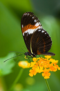 马缨丹卡马拉海利科尼乌斯热带蝴蝶背景