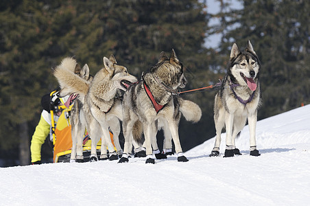雪雪狗雪橇大厅运动犬类比赛跑步团队图片