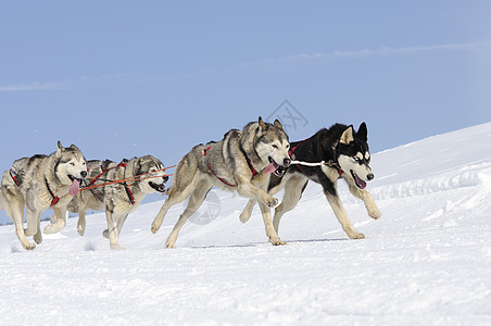 雪雪狗大厅跑步雪橇犬类比赛运动团队图片