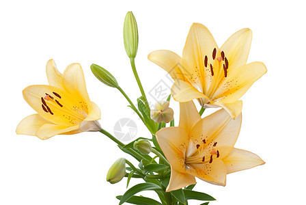 黄色百合作品香味花束植物压痛花园花店树叶橙子植物群图片