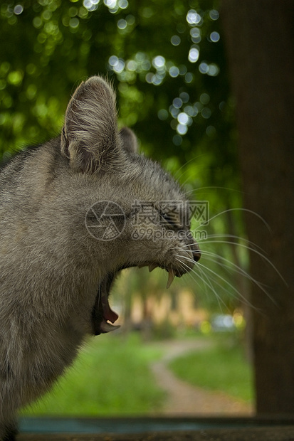 猫类户外猫世界桌子资料院子散景头猫哺乳动物动物绿猫图片