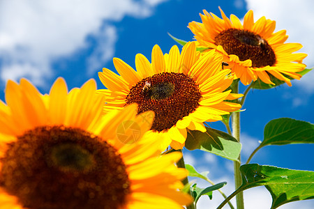 蓝天空上鲜向日葵作为背景太阳植物学花园蓝色植物群生长国家晴天橙子蜂蜜图片