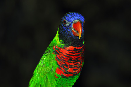 云宝洛丽基特羽毛鸟类蓝色鹦鹉翅膀红色绿色图片