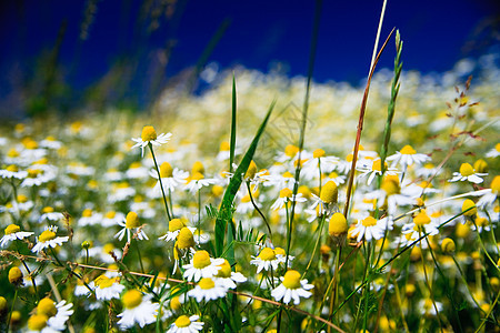 春季草地 有许多白花菊植物草本植物雏菊场地太阳阳光蓝色花园花瓣环境图片