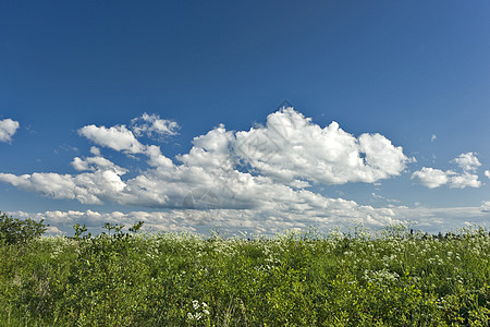 蓝天和大草花背景图片