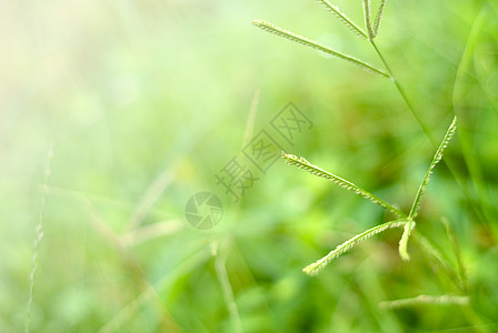 小草草本植物公园宏观环境淋浴绿色植物叶子植物墙纸野生动物图片