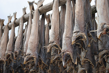 Lofoten的鱼群鱼类钓鱼生产熟食库存海鲜美食鱼种图片