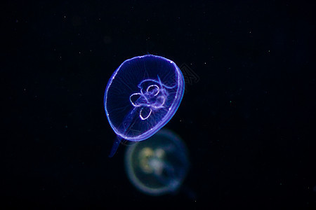 水母水下图象呼吸管海洋游泳生物水族馆风险潜水荒野危险野生动物图片