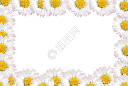 花花边框雏菊框架黄色矩形白色图片