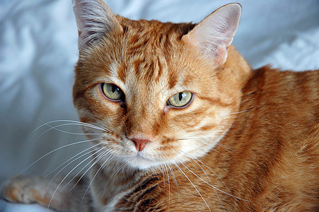 红猫咪毛皮小猫动物猫科宠物橙子红色图片