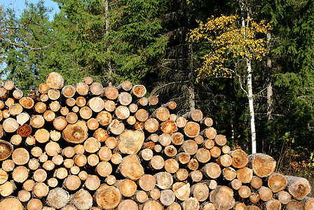 秋树森林中堆放的木柴图片