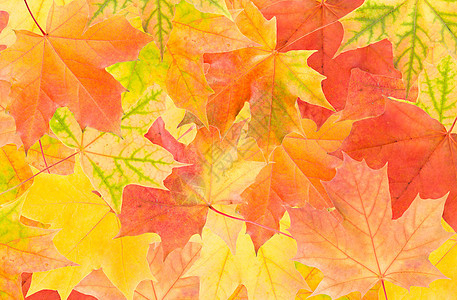 秋秋叶发红树叶黄色活力工作室红色植物植物学橙子绿色图片