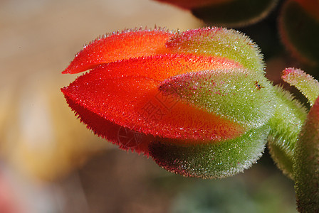 红花仙人掌 宏场地花仙植物群宏观花园温室荆棘植被辣椒沙漠图片