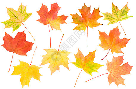秋秋叶树叶黄色红色植物学橙子绿色发红工作室活力季节图片