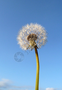 Dandelion 时钟乡村花园生长植物群植物种子天空宏观叶子园艺图片