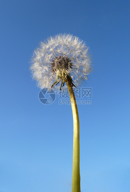 Dandelion 时钟植物种子园艺叶子宏观植物群生长天空蓝色花园图片