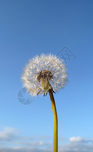 Dandelion 时钟乡村种子园艺植被植物生长宏观菊科植物群天空图片