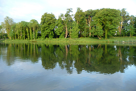 利迪亚公园的树木之湖景环境液体季节生长草地森林公园植物天空生态图片