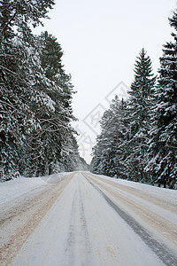 积雪中的国家公路松树沥青季节车削树木旅行天空驾驶天气车道图片