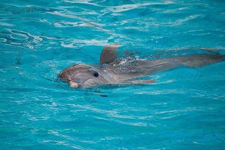 海豚 在水中游泳图片
