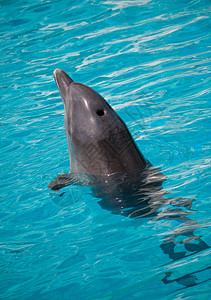 海豚在水中游泳海洋哺乳动物微笑水族馆水池宠物世界波纹野生动物荒野图片