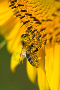 小蜜蜂在向日葵上收集花蜜背景图片
