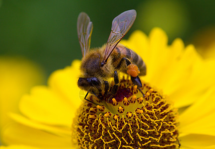 小蜜蜂 在黄花上采集花蜜背景图片