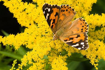 黄色固体上的蝴蝶油画夫人背景图片