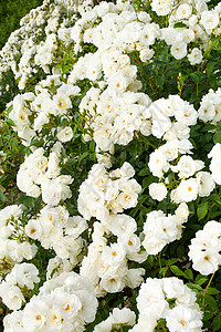 白玫瑰树丛叶子植物园艺花园衬套花瓣公园婚礼季节图片
