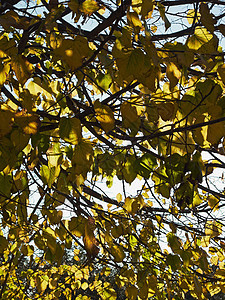 意大利 秋天林树叶图片