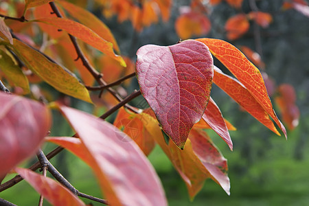意大利 秋天的五分树叶花园香气植物群果味水果绿色叶子食物黄色季节性图片