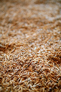 Oat 谷物谷物质料选择性重点场景饮食种子纤维金子宏观收成食物玉米纹理图片
