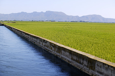 大米谷物绿田和蓝色灌溉河道图片