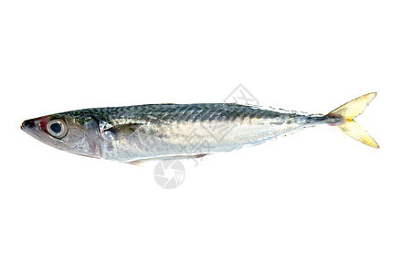 白上孤立的鱼海洋烹饪午餐动物市场营养美食渔业钓鱼皮肤图片