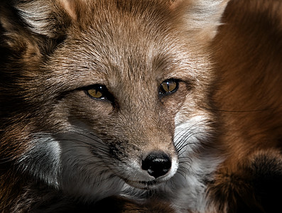 红狐狸肖像动物捕食者食肉哺乳动物野生动物毛皮红色犬类图片