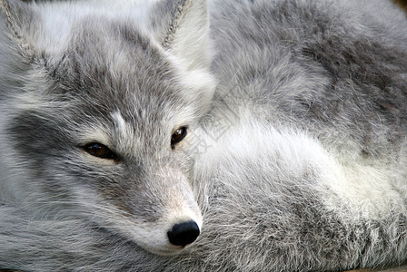 北极狐白色动物哺乳动物毛皮野生动物图片