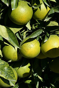 橙子橙树种植园季节饮食晴天树叶生产收成食物橙子太阳图片