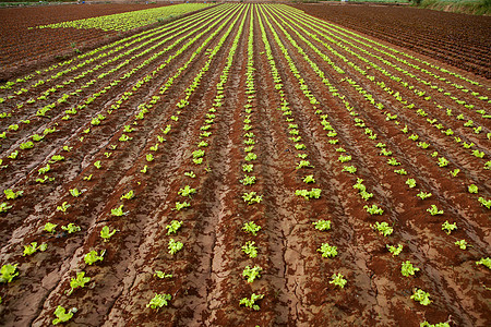 红阴暗土壤上的婴儿生菜芽种子培育温室幼苗生产沙拉农场花园豆芽场地图片