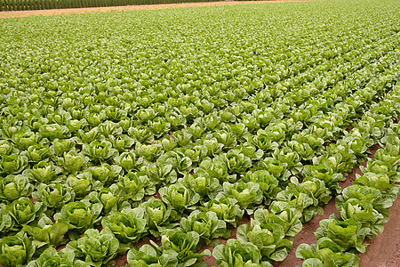 果菜田 一排蔬菜食品花园地球场地植物线条沙拉园艺培育农田幼苗图片