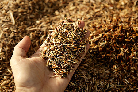 雄性手的燕麦 燕麦食物谷物药品棕色农业乡村宏观粮食黄色小麦图片