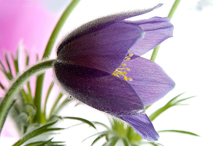 季节性椰花图片