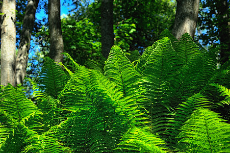 绿色公园花园季节园艺叶子植物学森林生长热带阴影图片