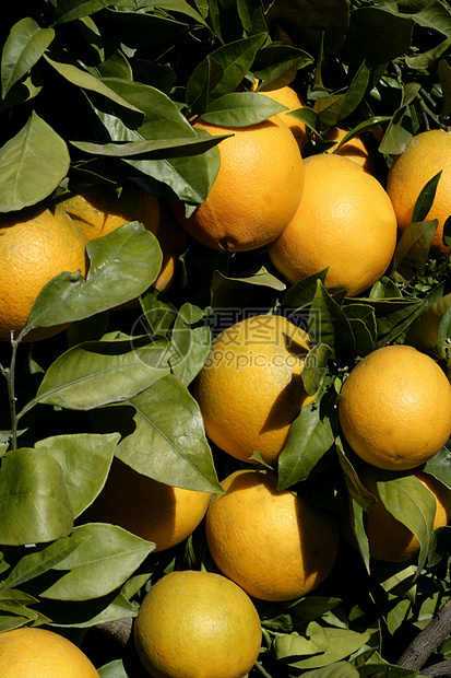 橙子橙树种植园花园食物植物农场季节太阳橙子收成饮食图片