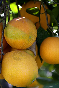 橙子橙树农场收成树叶花园晴天生长饮食果汁叶子热带图片