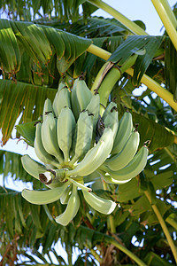 从树上种植的香蕉 仍以绿色为生图片