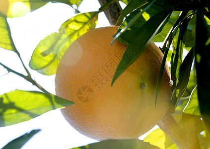 橙子橙树橙子种植园环境树叶生长果汁食物收成生产水果图片